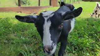 Cute Baby Goats Playing!