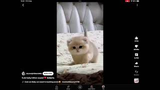 Cute Baby Cat Sounds ♥️