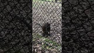 Wallaby eating ice cream 🦘🍦