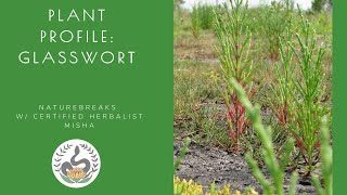 Plant Profile: Glasswort, Salicornia, Edible and Medicinal Plants of Florida