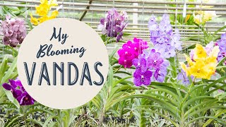 A Closer Look at Blooms in my Vanda Bed