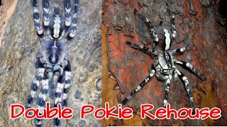 Double POECILOTHERIA rehouse