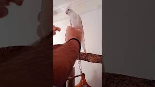 Day 8: Training my Cockatiel to Step up