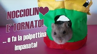 NOCCIOLINO E' TORNATO! ... e fa la polpettina impanataXD !