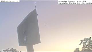 FalconCam 2022 12 20 Dawn prey transfer