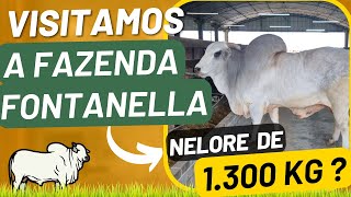 Nelore de 1.300 kg ?  Visitamos a Fazenda Fontanella !!