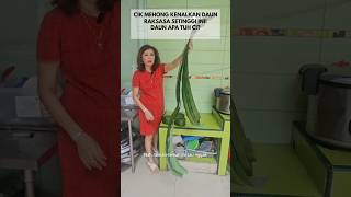 Cik Mehong Kenalkan Daun Raksasa Setinggi Ini #cikmehong