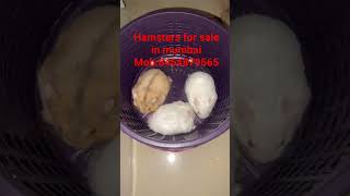 hamsters for sale in mumbai #pets #mumbai #hamsterbabies #forsale #hamster