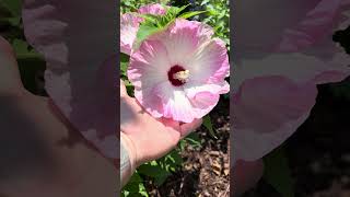 Ballet Slippers Hardy Hibiscus! #gardenplants #garden #gardening #hibiscus #provenwinners