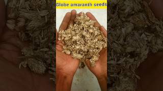 growing globe amaranth flower plant from seeds 🌺#youtubeshorts #flowers