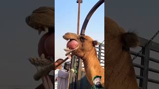 Camel loading #camel #shorts #animals