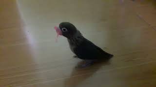 African Lovebirds fighting over a piece of paper