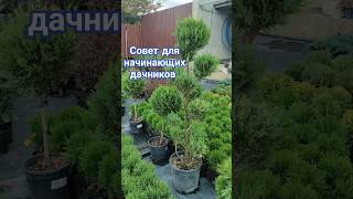 Какие листья точно нужно убрать чтобы не навредить своим растениям .#сад #дача #советысадоводу