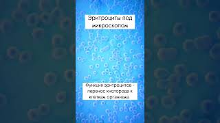 У беременных женщин эритроциты могут снижаться до 3–3,5 х 10¹² в 1 л. #кровь