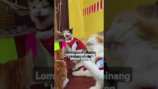 PANJAT PINANG KHUSUS KUCING|LUCU DAN SERU#shortvideo