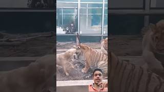 Tiger vs dog fight 🐅 🐕| #shorts #tiger #dog