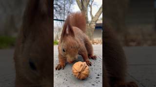 🐿️The squirrel is coming！😍#animals #cute #mylife #squirrel #shorts #동물 #feed #动物 #松鼠 #wildlife