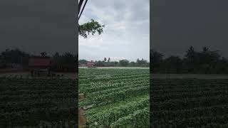 kebun melon