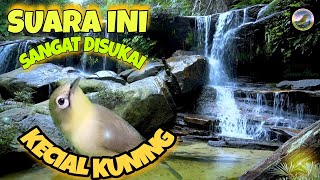 Suara koloni kecial kuning di air terjun ll terapi & pancingan terbaru kecial #naturalsound #nature