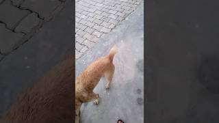 कुत्ते की पूंछ काटने का रहस्य #viral #viralshort #dog #doglover #funny