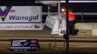 160121 Warragul greyhounds - Cup Night Match Race (460 m)