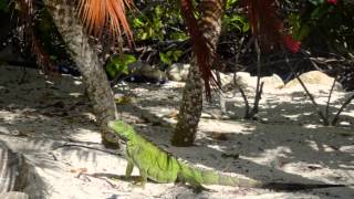 Aruba - March'2015, Part - 1