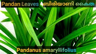 #Biriyani plant #PandanusAmaryllifolius #രംഭചെടി  #pandanplant