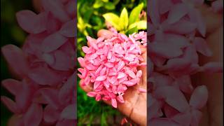 flowers status video❤||gardening video🌷🥰||#trending #viral #gardening #flowers #status #shorts