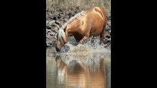 Wild Horses Wild Dreams - Mustangs of SE Oregon by Mustang Meg