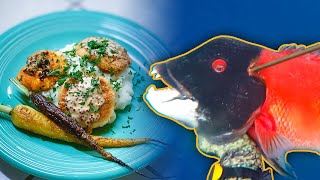 Easy Fish Cake Recipe - Spearfishing Delicious Sheephead - Catch & Cook