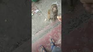 Clever Monkey 2022 | Funny Monkey Video 2022 | Man vs Monkey 2022