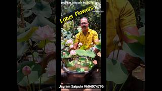 Lotus flowers From My Home lotus garden. grow lotus at home in tub #lotusgarden #waterlily #viral