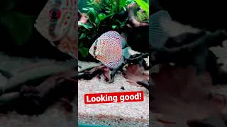 Stunning Red Turquoise Discus in my planted tank #shorts