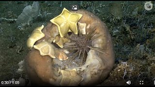 Sea Stars feeding on Sponge along with one or two other species of sea stars.