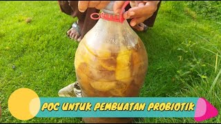 POC UNTUK PEMBUATAN PROBIOTIK - CARA BUDIDAYA IKAN GURAME DI KOLAM BETON #ikan #budidaya #gurame