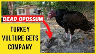 Florida Turkey Vulture Gets Company While Eating Road-Kill