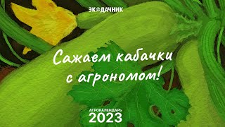 Посадка и уход за кабачками, советы агронома