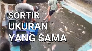 CARA BUDIDAYA IKAN GURAME DI KOLAM BETON - SORTIR SESUAI UKURAN IKAN