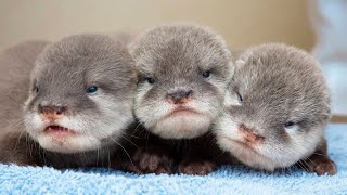 《鳥羽水族館》コツメカワウソ３兄弟[そぼろ][おかか][こんぶ]成長記録