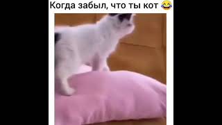 КОТЕНОК ЗАБЫЛ ЧТО ОН КОТ И НАЧАЛ ГАВКАТЬ