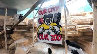 TIFO for St. Louis CITY SC: Zoo Edition