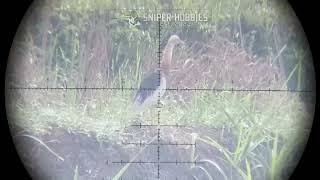 FATAL SHOT LONG RANGE HUNTING EGRET CRANE WITH SLUG