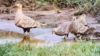 Chestnut-bellied Sandgrouse, occurring in semi-desert areas, congregating at water holes at dawn