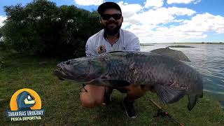 Tarariras con mosca y señuelos en el Río Negro | Pesca Uruguay