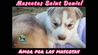 #mascotassaintdaniel Amor por las Mascotas🌐 mascotassaintdaniel.com🐱 Most Beautiful Pet In The-World