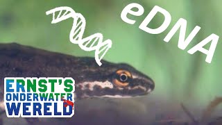 Zo gebruiken we DNA voor onderzoek naar waterdieren! #26 Ernst's OnderWaterWereld