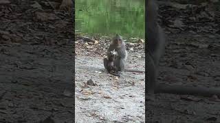 Lovely cute little baby eating with mother #short1