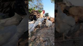 HD Rooster Vlog video #rooster #viral #hen #animals