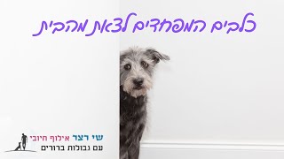 כלבים המפחדים לצאת מהבית