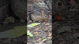 Cuteness Overload #nature #cottontail #bunnies #rabbits #cute #babyanimals #relaxing